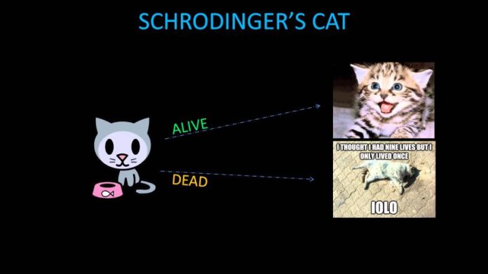 Schrodinger's Cat