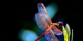 Dragonfly Wallpaper