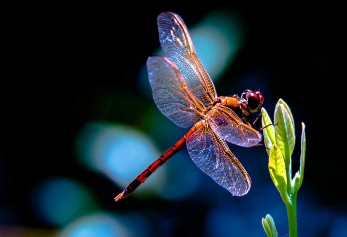 Dragonfly Wallpaper