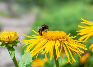 Steep Decline in Bumblebee Populations Due to Climate Change