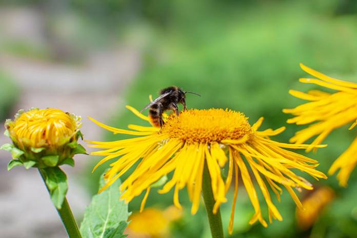 Steep Decline in Bumblebee Populations Due to Climate Change