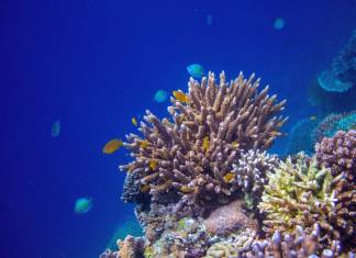 Scientists Discover Deep-Sea Coral Gardens in Mysterious Underwater Canyons