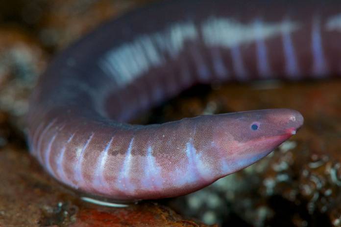 Neither Worm Nor Snake, Caecilians Have Mouths That Can Deliver Venomous Bites