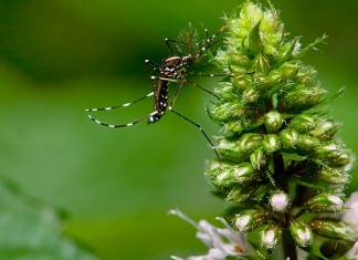 Florida Approves the Release of 750 Million Genetically-Modified Mosquitoes to Combat Diseases