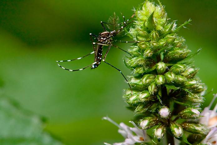 Florida Approves the Release of 750 Million Genetically-Modified Mosquitoes to Combat Diseases