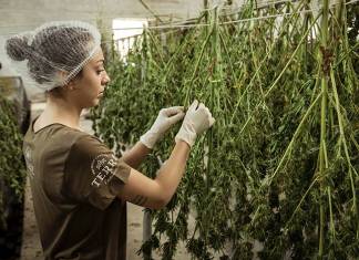 Cannabis for Women’s Health