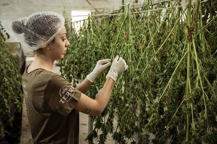 Cannabis for Women’s Health