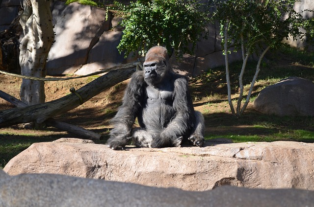 Orangutans, Bonobos, and Gorillas in San Diego Zoo Given Experimental COVID-19 Vaccine