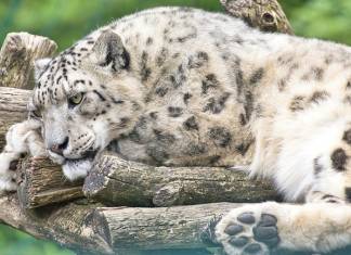 Snow Leopard at San Diego Zoo Contracts COVID-19; Habitat Closed to Visitors