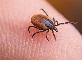 Woman Bitten By Deer Tick Dies of Powassan Virus Infection in Connecticut