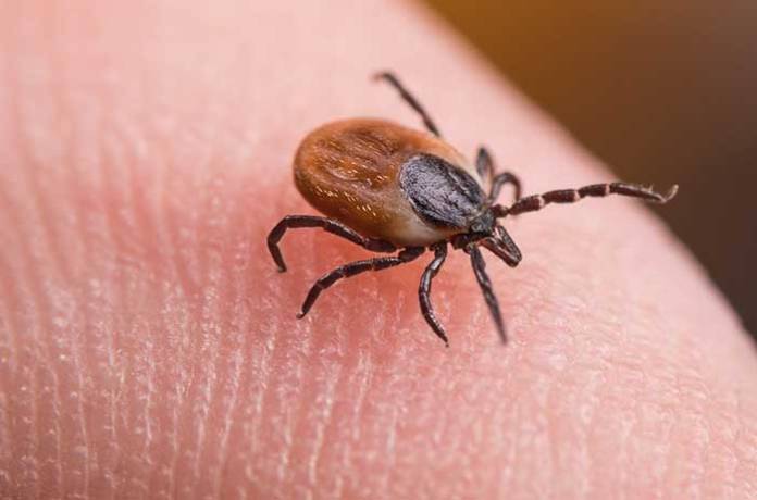 Woman Bitten By Deer Tick Dies of Powassan Virus Infection in Connecticut