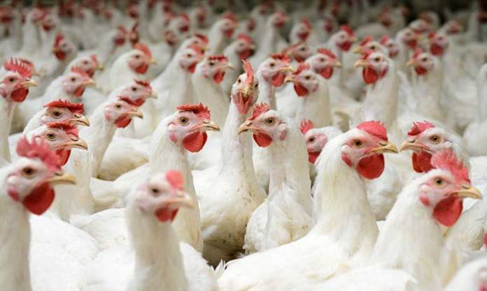 Avian Flu Outbreak Kills 50.54 Million Chickens, Turkeys, and Ducks in the US